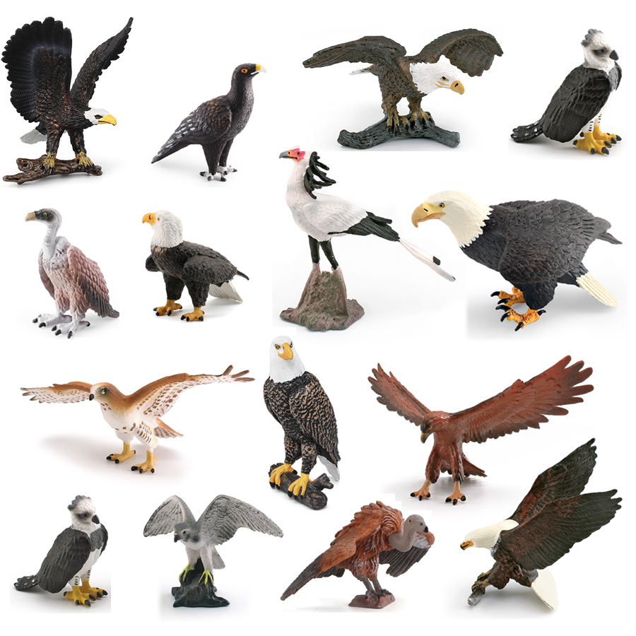 Kids Education Picture - Realistic Wildlife Animal Birds of Prey