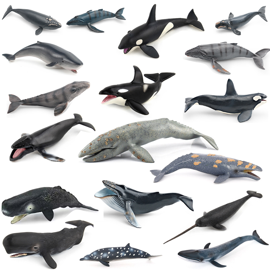 Kids Educational Game - Realistic Humpback Whale Sperm Whale Narwhal