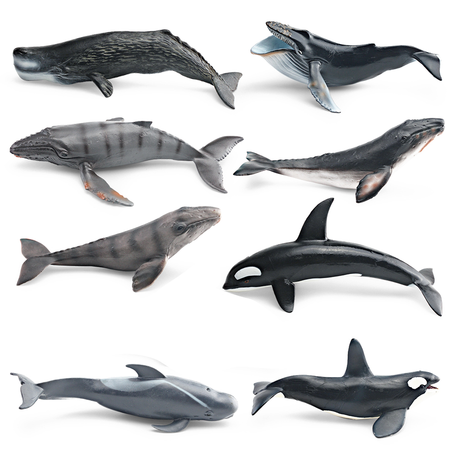 Realistic Humpback Whale Sperm - đánh giá và giá Kids Educational Game