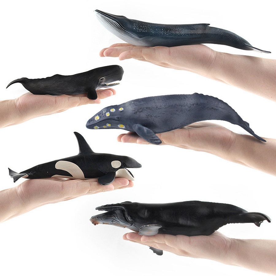 Realistic Humpback Whale Sperm - đánh giá và giá Kids Educational Game